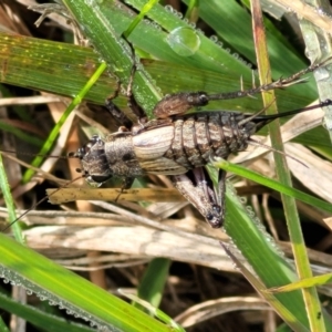 Eurepa marginipennis at Hall, ACT - 11 May 2023