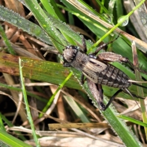 Eurepa marginipennis at Hall, ACT - 11 May 2023