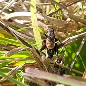 Bobilla sp. (genus) at Hall, ACT - 11 May 2023