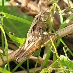Caledia captiva (grasshopper) at Hall Cemetery - 11 May 2023 by trevorpreston