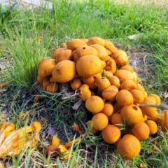 Gymnopilus junonius (Spectacular Rustgill) at Hall Cemetery - 11 May 2023 by trevorpreston