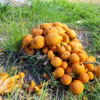 Gymnopilus junonius (Spectacular Rustgill) at Hall, ACT - 11 May 2023 by trevorpreston