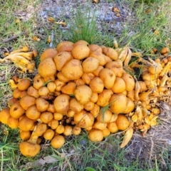 Gymnopilus junonius at Hall, ACT - 11 May 2023