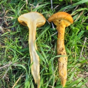 Gymnopilus junonius at Hall, ACT - 11 May 2023