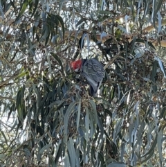 Callocephalon fimbriatum (Gang-gang Cockatoo) at Hackett, ACT - 11 May 2023 by Boagshoags