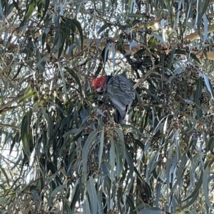 Callocephalon fimbriatum at Hackett, ACT - 11 May 2023