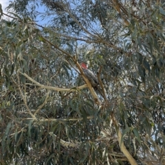 Callocephalon fimbriatum at Hackett, ACT - suppressed