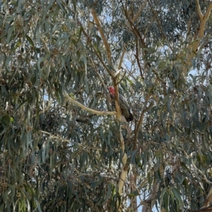 Callocephalon fimbriatum at Hackett, ACT - suppressed