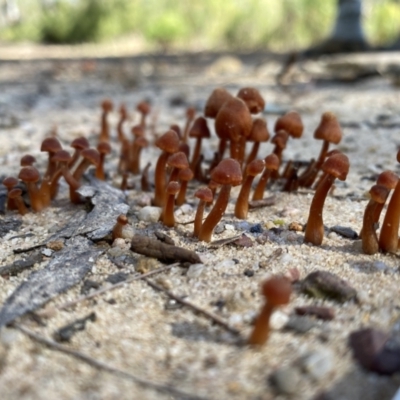 Laccaria sp. at Woodlands - 10 May 2023 by GlossyGal