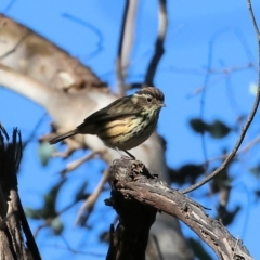 Pyrrholaemus sagittatus (Speckled Warbler) at Bells TSR - 11 May 2023 by KylieWaldon