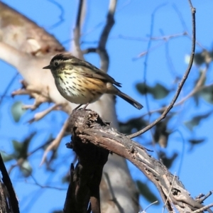 Pyrrholaemus sagittatus at Table Top, NSW - 11 May 2023