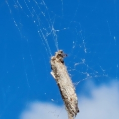 Unidentified Orb-weaving spider (several families) at Isaacs, ACT - 11 May 2023 by Mike