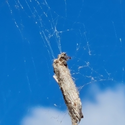 Unidentified Orb-weaving spider (several families) at Isaacs, ACT - 11 May 2023 by Mike