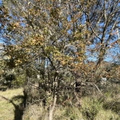 Malus sp. (Crab Apple) at Bruce Ridge to Gossan Hill - 11 May 2023 by JVR