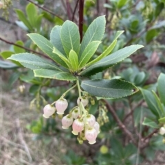 Arbutus unedo (Strawberry Tree) at Bruce, ACT - 19 Apr 2023 by JVR