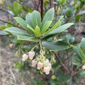 Arbutus unedo at Bruce, ACT - 20 Apr 2023 09:59 AM