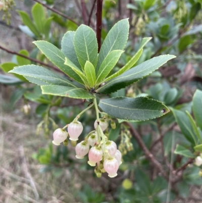 Arbutus unedo (Strawberry Tree) at Bruce, ACT - 20 Apr 2023 by JVR