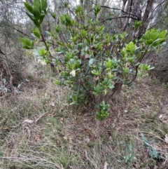 Arbutus unedo at Bruce, ACT - 20 Apr 2023