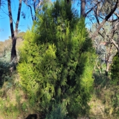 Exocarpos cupressiformis (Cherry Ballart) at Banksia Street Wetland Corridor - 11 May 2023 by trevorpreston