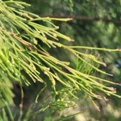 Exocarpos cupressiformis at O'Connor, ACT - 11 May 2023