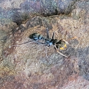 Myrmecia sp., pilosula-group at O'Connor, ACT - 11 May 2023 01:54 PM