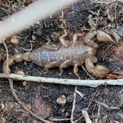 Urodacus manicatus (Black Rock Scorpion) at O'Connor, ACT - 11 May 2023 by trevorpreston