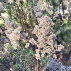 Cassinia quinquefaria (Rosemary Cassinia) at O'Connor, ACT - 11 May 2023 by trevorpreston