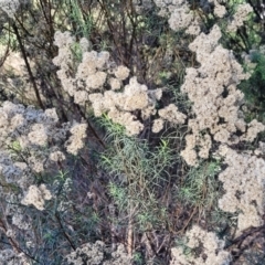 Cassinia quinquefaria at O'Connor, ACT - 11 May 2023