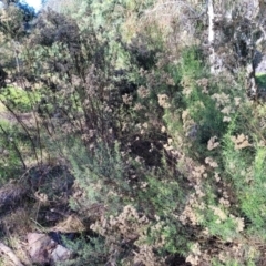 Cassinia quinquefaria at O'Connor, ACT - 11 May 2023