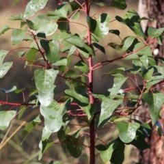 Brachychiton populneus (Kurrajong) at Bells TSR - 11 May 2023 by KylieWaldon