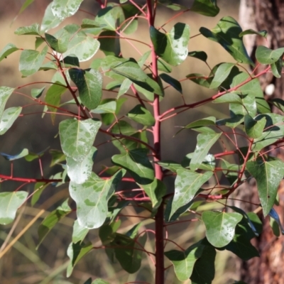 Brachychiton populneus (Kurrajong) at Table Top, NSW - 11 May 2023 by KylieWaldon