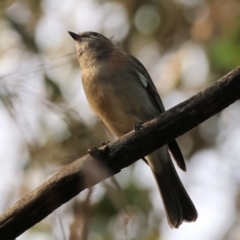 Pachycephala pectoralis (Golden Whistler) at Bells TSR - 11 May 2023 by KylieWaldon