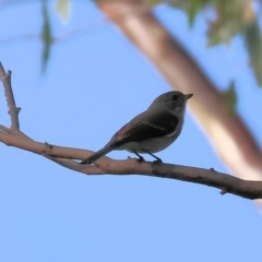 Pachycephala pectoralis at Table Top, NSW - 11 May 2023