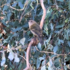 Pachycephala pectoralis at Table Top, NSW - 11 May 2023