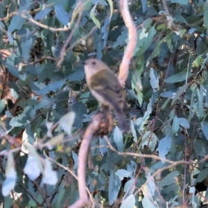 Pachycephala pectoralis at suppressed - 11 May 2023