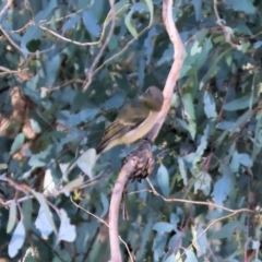 Pachycephala pectoralis at suppressed - 11 May 2023