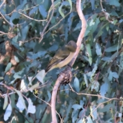 Pachycephala pectoralis at Table Top, NSW - 11 May 2023