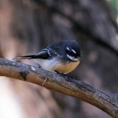 Rhipidura albiscapa (Grey Fantail) at Table Top, NSW - 11 May 2023 by KylieWaldon