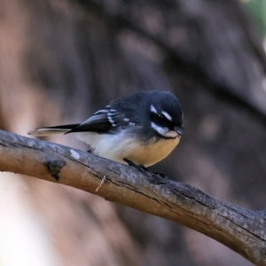 Rhipidura albiscapa at Table Top, NSW - 11 May 2023