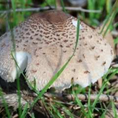 Macrolepiota clelandii at Table Top, NSW - 11 May 2023 by KylieWaldon