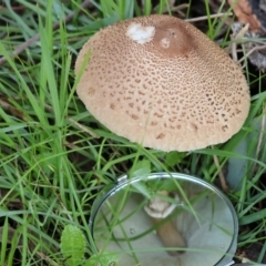 Macrolepiota clelandii at Table Top, NSW - 11 May 2023