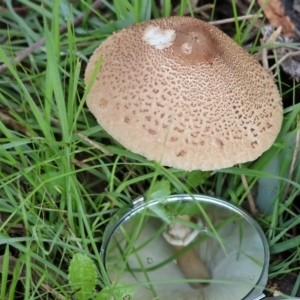 Macrolepiota clelandii at Table Top, NSW - 11 May 2023