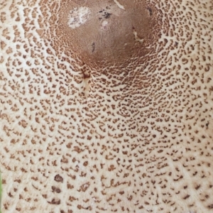 Macrolepiota clelandii at Table Top, NSW - 11 May 2023