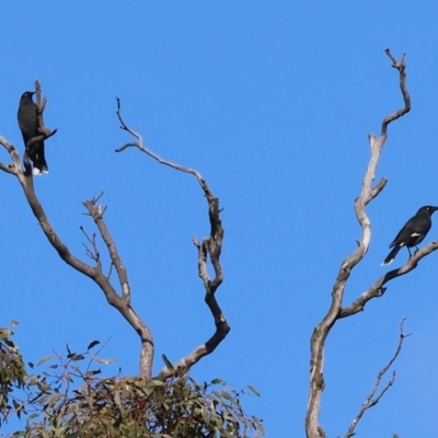 Strepera graculina (Pied Currawong) at Table Top, NSW - 11 May 2023 by KylieWaldon