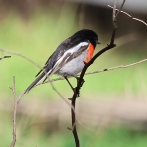 Petroica boodang at Table Top, NSW - 11 May 2023 11:23 AM