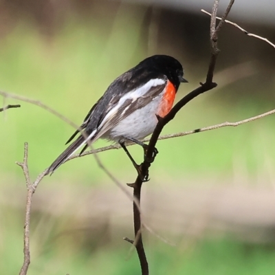 Petroica boodang (Scarlet Robin) at Albury - 11 May 2023 by KylieWaldon