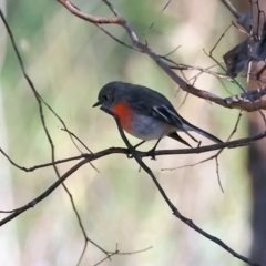 Petroica boodang at Table Top, NSW - 11 May 2023 11:23 AM