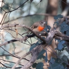 Petroica boodang at Table Top, NSW - 11 May 2023 11:23 AM