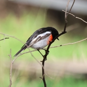 Petroica boodang at Table Top, NSW - 11 May 2023 11:23 AM