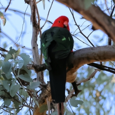 Alisterus scapularis (Australian King-Parrot) at Albury - 11 May 2023 by KylieWaldon